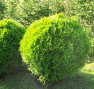 thuja danica